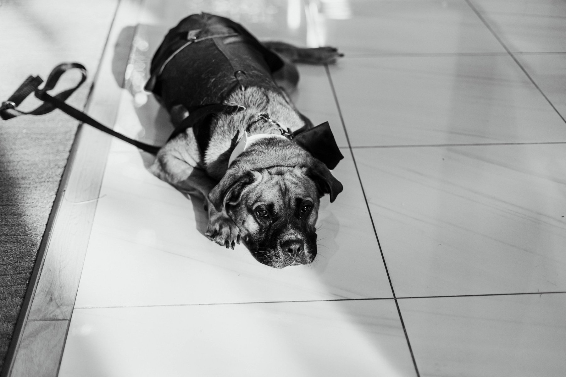 Black and white photo of the couple's dog in a bow tie, lying on the floor before the ceremony.